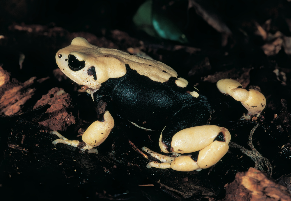 Nectophrynoides uhehe is a toad with yellow and black smudges over its skin